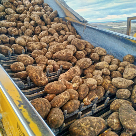 Potatoes on a conveyor belt